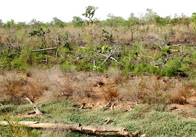 A 20 hectare area under protective forest, indiscriminately logged to make way for a rubber plantation in Ya To Mot Commune in Ea Suop District in Dak Lak Province (Photo: SGGP) A 20 hectare area under protective forest, indiscriminately logged to make way for a rubber plantation in Ya To Mot Commune in Ea Suop District in Dak Lak Province (Photo: SGGP)